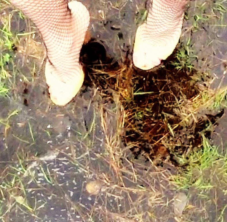  Autors: Fosilija Sveiciens "lietus sandalu" formātā no Krievijas - no Елена Прекрасная