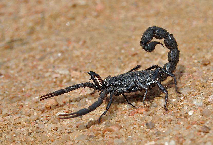 Ja skorpionam tiks uzlieta... Autors: exkluzīvais Neticami! Fakti par dzīvniekiem (2)
