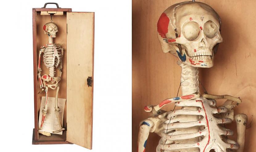 No gumijas un kauliem veidots... Autors: The Diāna Mūmija?! Nē, medicīnas manekens.
