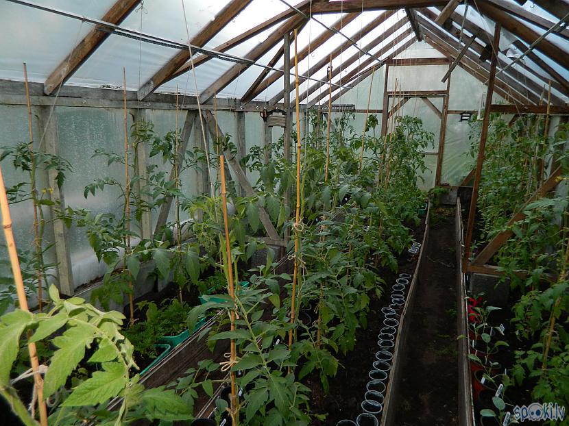 Visi tomātiņi jau piesieti  Autors: Werkis2 Sējam, audzējam un stādām 2017 - 004 - Tomāti