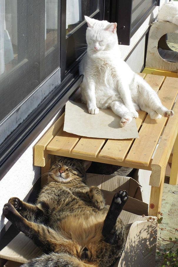  Autors: pankeeik 29 kaķi, kuriem labāk patīk sauļoties