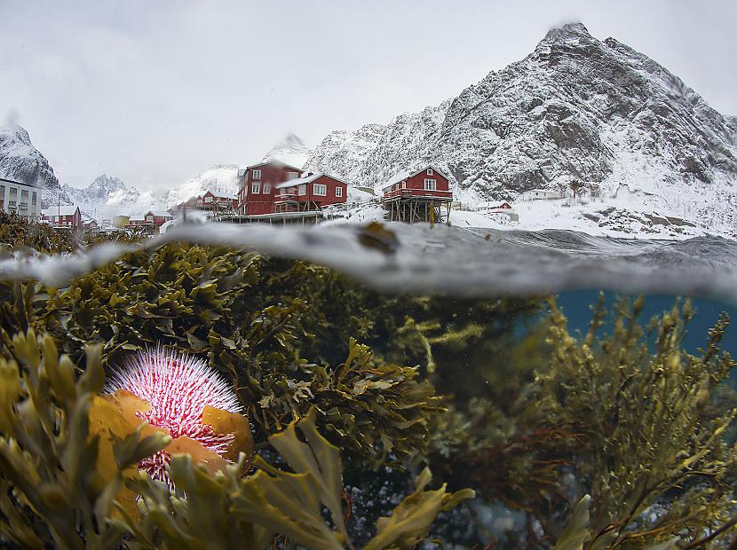 Zemūdens skats uz ziemīgo... Autors: Lestets National Geographic fotogrāfijas