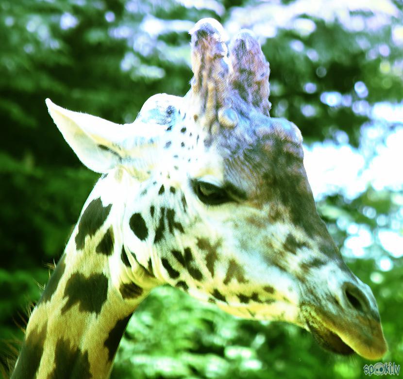  Autors: Strāvonis Trīsragu žirafe