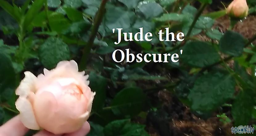 Angļu rozīte Jude the Obscure ... Autors: Raziels Manas rozītes
