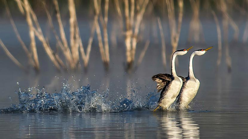 Baltvaigu dūkuris Apspalvojums... Autors: ezkins Putnu konkurss Audubon Photography Awards 2017