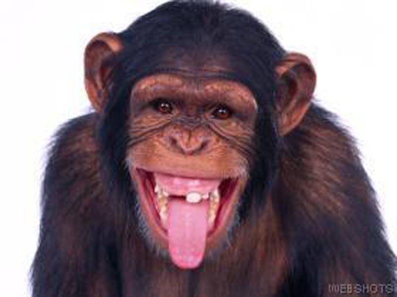  Autors: begimots52 12 fakti par šimpanzēm