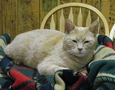 Aļaskā Talketnā kaķis ir bijis... Autors: Fosilija Smieklīgi fakti! MEGA 1. daļa + smieklīgi notikumi