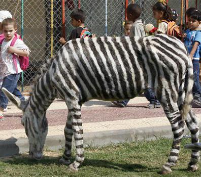 Divas zebras zooloģiskajā... Autors: Fosilija Smieklīgi fakti! MEGA 1. daļa + smieklīgi notikumi