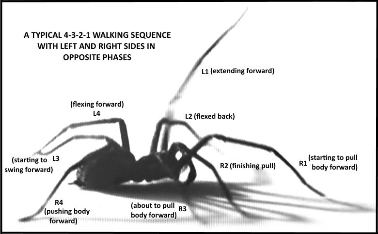 Kad kājas tika atvilktas viena... Autors: Zirnrēklis Kā zirnekļi pārvietojas kājām gaisā?