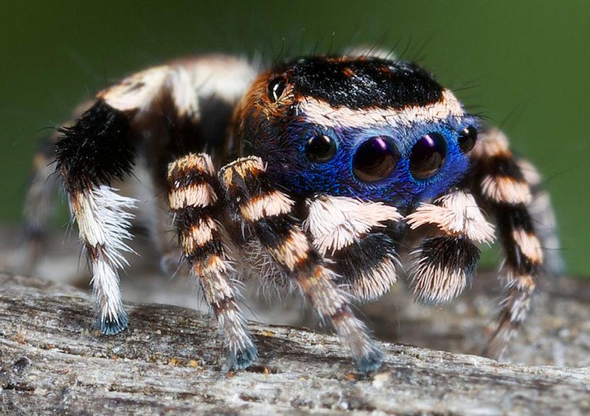 Paskaties uz scarono skaistuli... Autors: Zirnrēklis Daži seksīgi zirnekļi