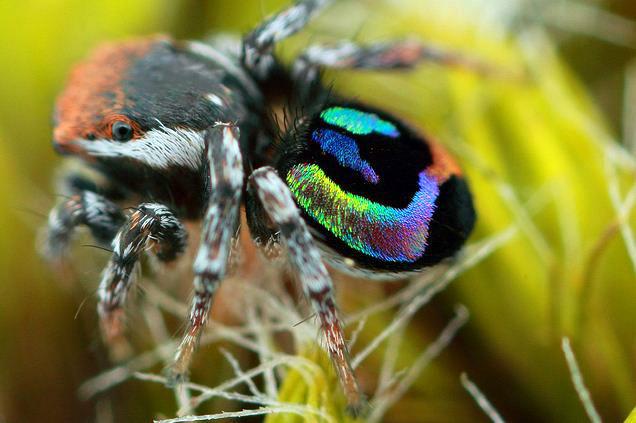 Rainbow Jumping Spider Maratus... Autors: Zirnrēklis Daži seksīgi zirnekļi