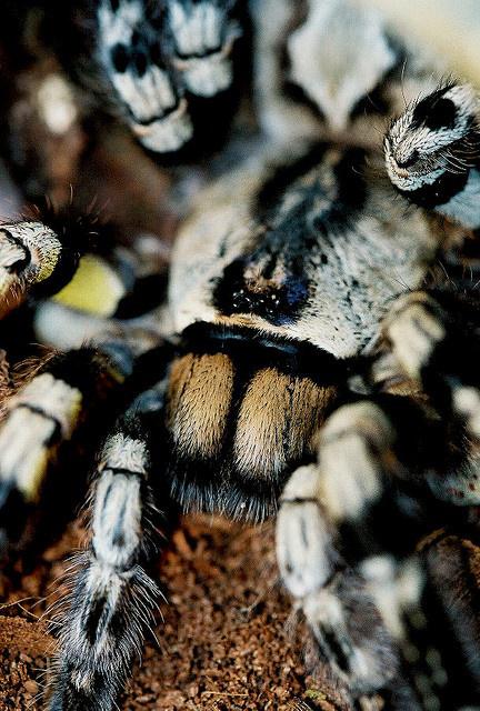 Indian Ornamental Tarantula... Autors: Zirnrēklis Daži seksīgi zirnekļi