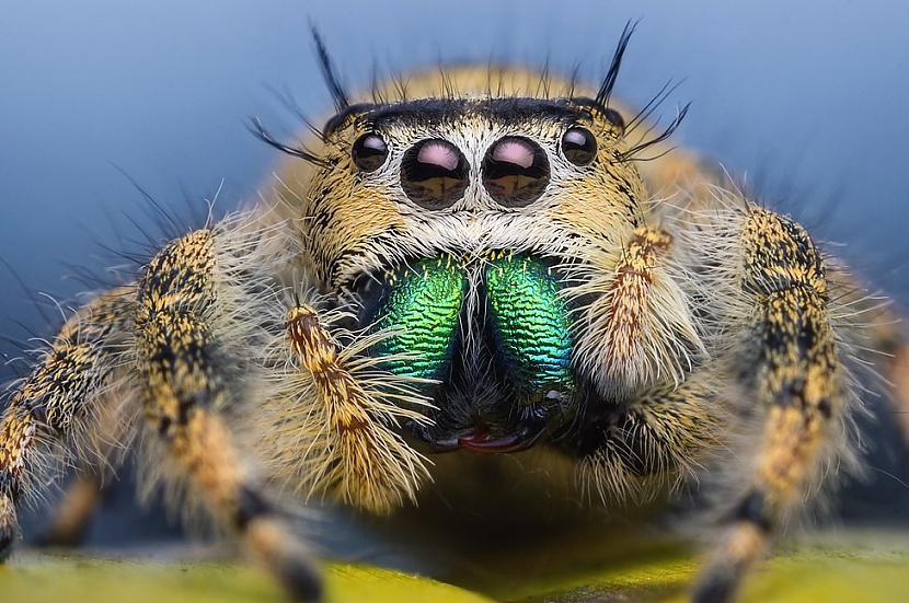 Zirnekļu acis atscaronķiras no... Autors: Zirnrēklis Kā darbojas zirnekļu redze?