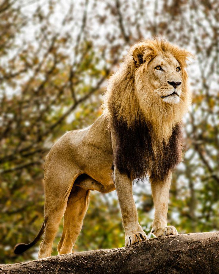 Lauvas rēcienu var dzirdēt pat... Autors: Fosilija Interesanti fakti par jebko! 1. daļa!
