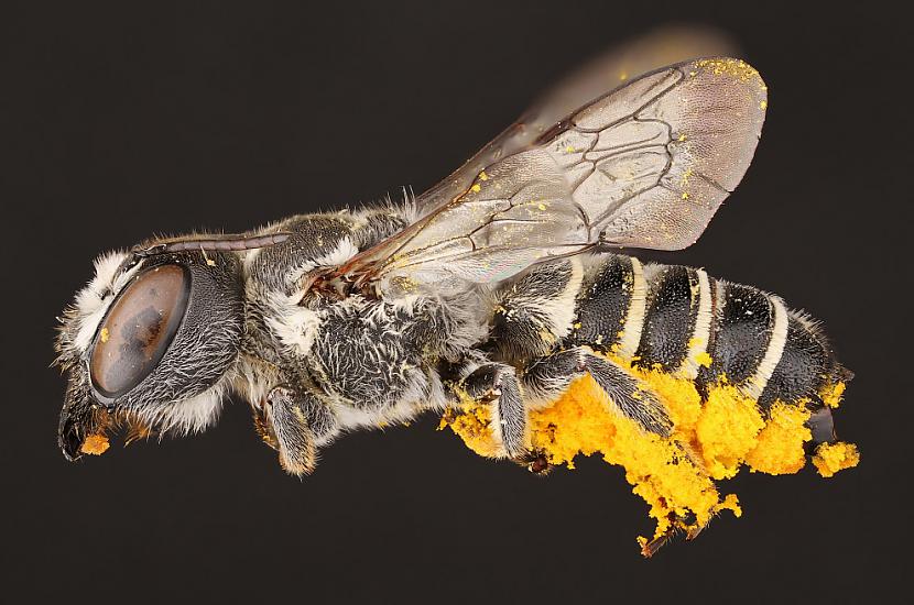 Lielākai daļai biscaronu... Autors: ezkins Noslēpumainās bites (makrouzņēmumi)