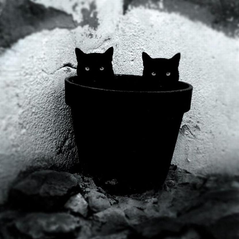  Autors: ArchiiTips Iespaidīgas kaķu fotogrāfijas!