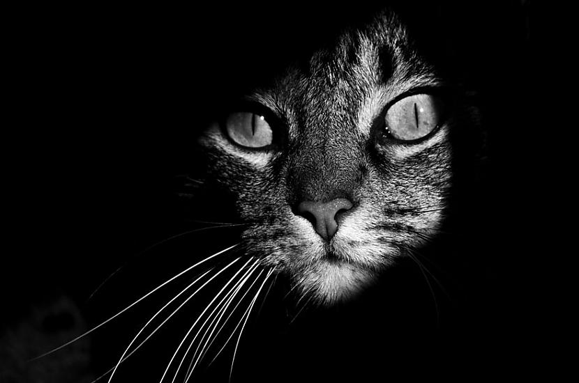 Joatildeo Domingue Autors: ArchiiTips Iespaidīgas kaķu fotogrāfijas!
