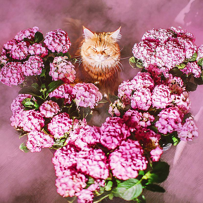  Autors: ArchiiTips Stilīgākais Instagram kaķis - Kotlete!