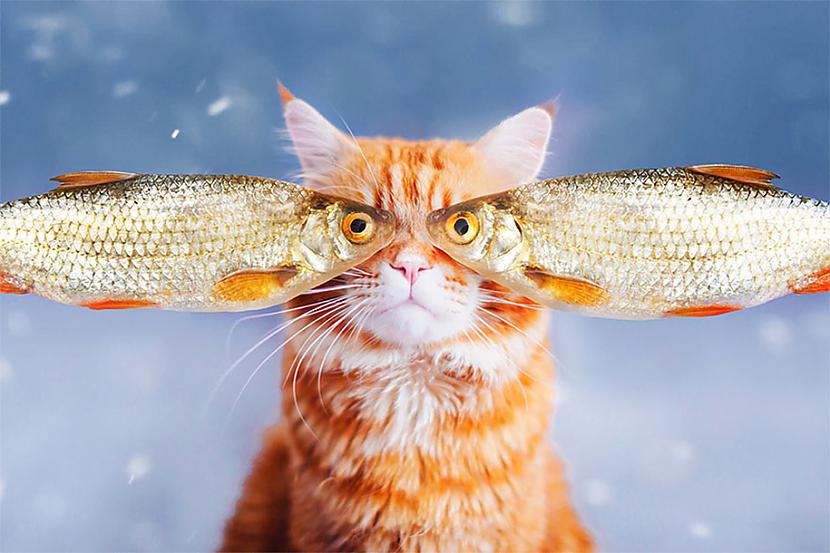 upsetnbsp Autors: ArchiiTips Stilīgākais Instagram kaķis - Kotlete!