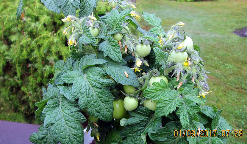 Scaronie tomāti neprasa nekādu... Autors: rasiks Tā šogad aug tomāti