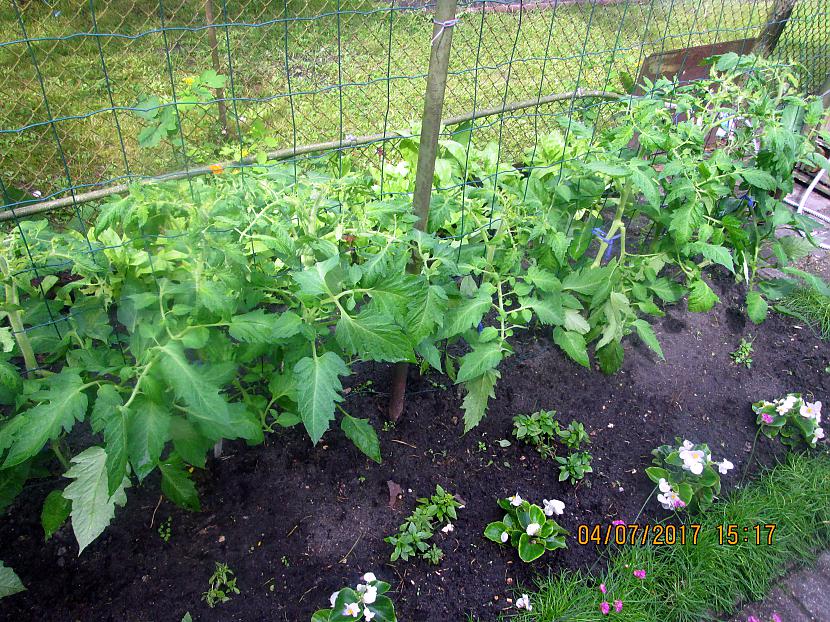 Tomāti jau izstādīti jūnija... Autors: rasiks Tā šogad aug tomāti