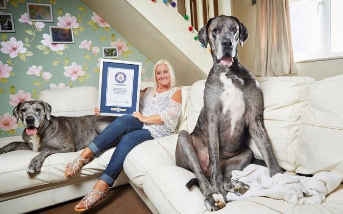 Vislielākais suns Kā Tev patīk... Autors: matilde 18 dīvainākie Ginesa pasaules rekordi, kas uzstādīti 2017. gadā