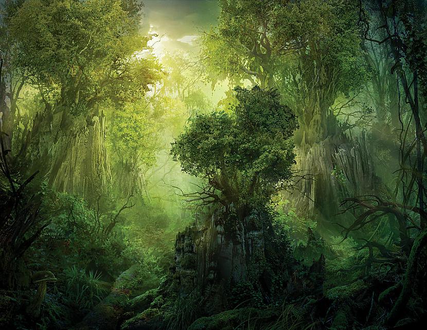 Karaliskais koks Autors: Krista Prauliņa2 Laumiņu mežs