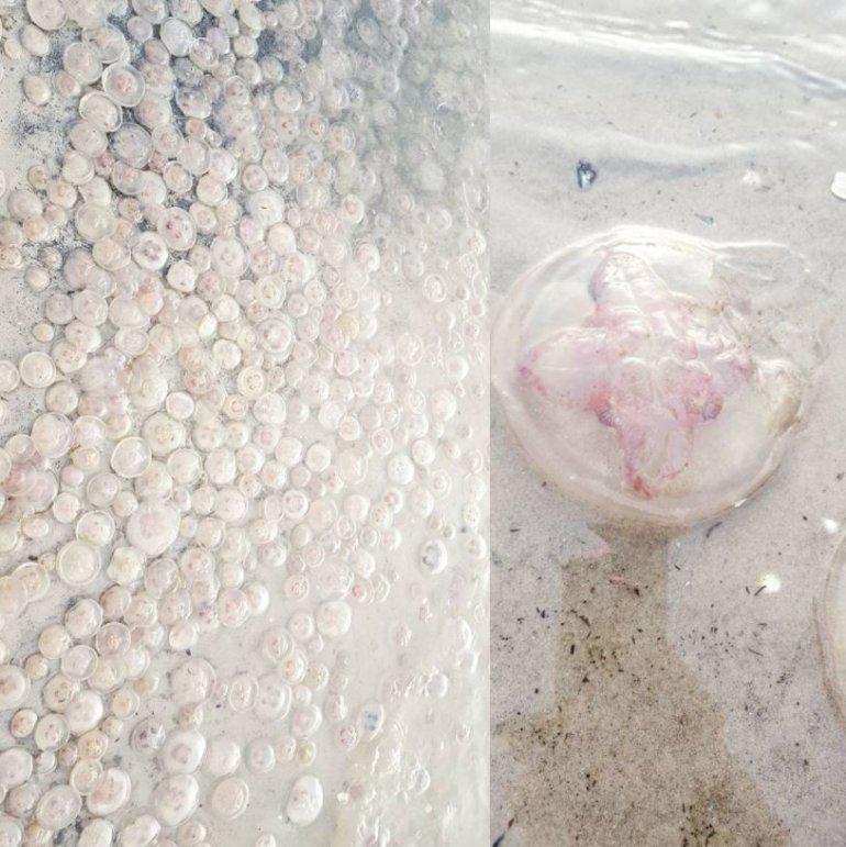 Vasaras nogalēs un jo... Autors: 100 A Liepājas pludmales apmeklētājus pārsteidz rozīgas medūzas!