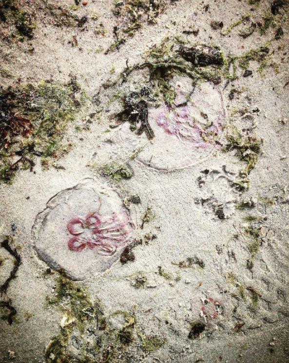Tās var redzēt arī citās... Autors: 100 A Liepājas pludmales apmeklētājus pārsteidz rozīgas medūzas!