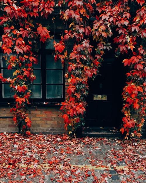  Autors: Fosilija Autumn #4