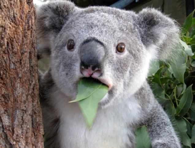 Koalas ēd savas mātes... Autors: angelsss51 10 šokējoši fakti.