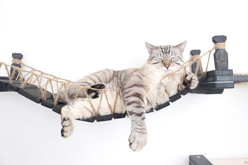  Autors: jaukumiņa Kāda ģimene izveidoja saviem kaķiem tiltu, kas viņiem ļoti noder.