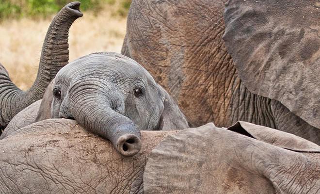 Trescaronais... Autors: Bezjēdzīgais Kādēļ jāizpūš no mušas ziloni?