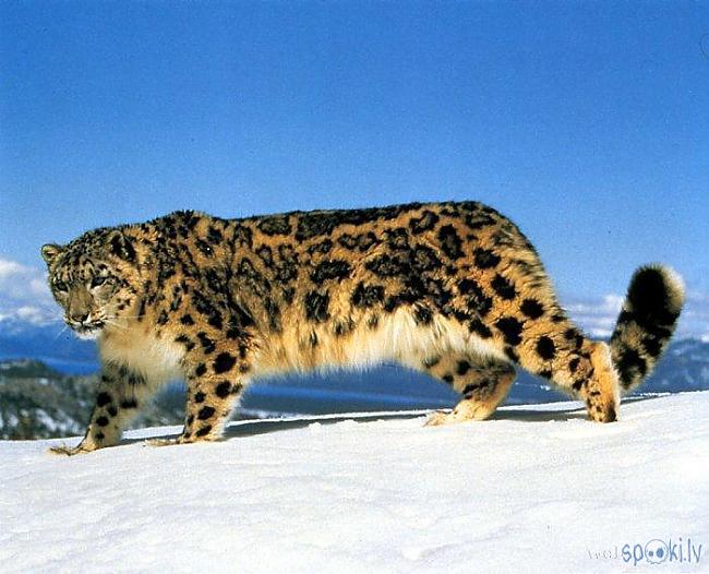  Autors: Lūšuks2413 Leopardi