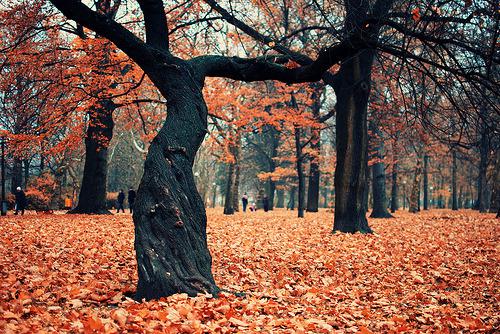  Autors: Fosilija Autumn #41