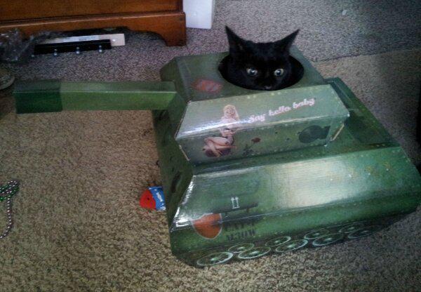  Autors: Mao Meow Izskatās, ka mans kaķis plāno revolūciju!