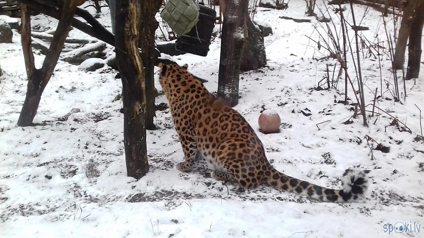 Skaistais leopards Autors: Lestets 1. janvāra pastaiga pa Tallinas zoo