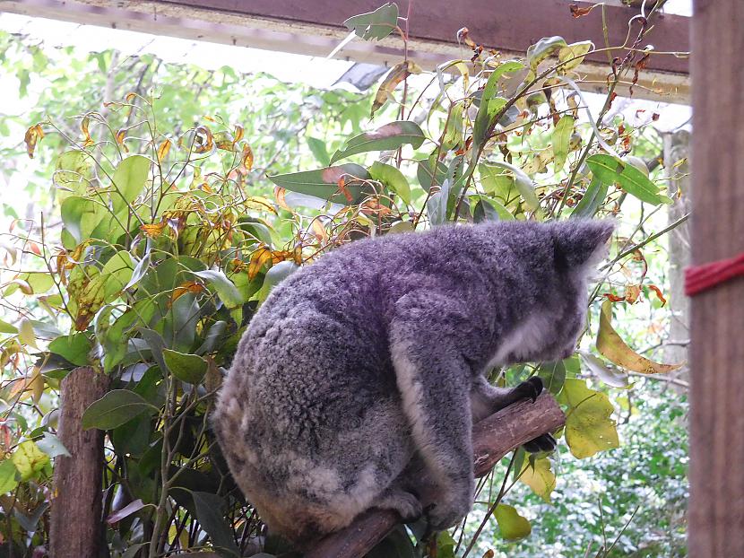  Autors: turistsr@speles Koala park, Sydney