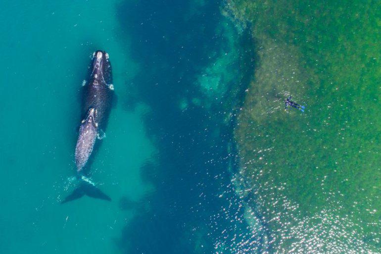 Laiska peldēscaronana ar vali... Autors: zeminem 22 labākās fotogrāfijas, kuras 2017. gadā uzņemtas ar droniem. Aizraujas elpa!
