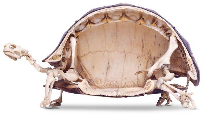 Bruņurupuča skeletsnbsp Autors: matilde No cita skatupunkta: 28 attēli ar to, ko mēs parasti neredzam