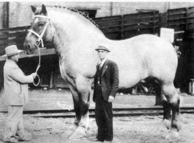 Lielākais zirgs uz planētas... Autors: Lestets Kaut kas no pagātnes