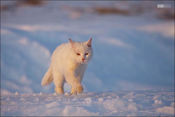 Foto Sergejs... Autors: Lestets Vai tas ir drosmīgākais kaķis Austrumos?
