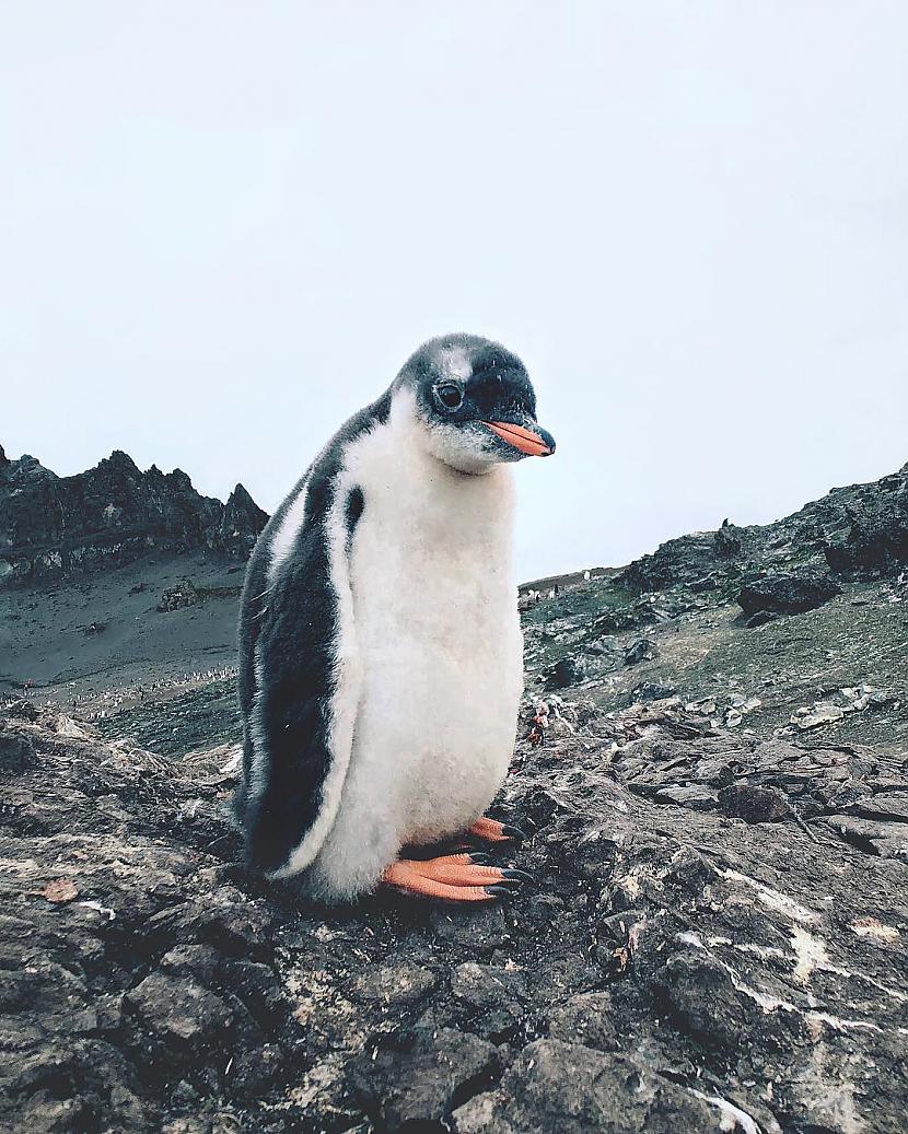  Autors: ALISDZONS Antarctica