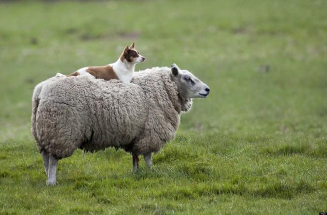 AitaZemnieki aitas audzē lai... Autors: dekiz Lauku sētas dzīvnieki.