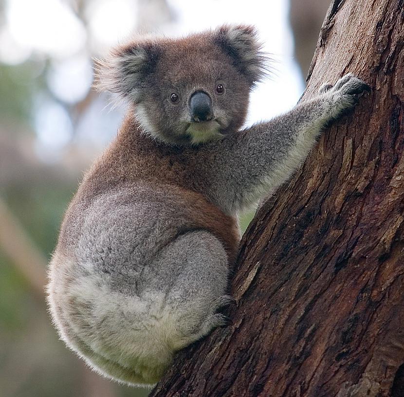 Koalas lāči vidēji diennaktī... Autors: Fosilija Interesanti fakti par jebko! #6. daļa.
