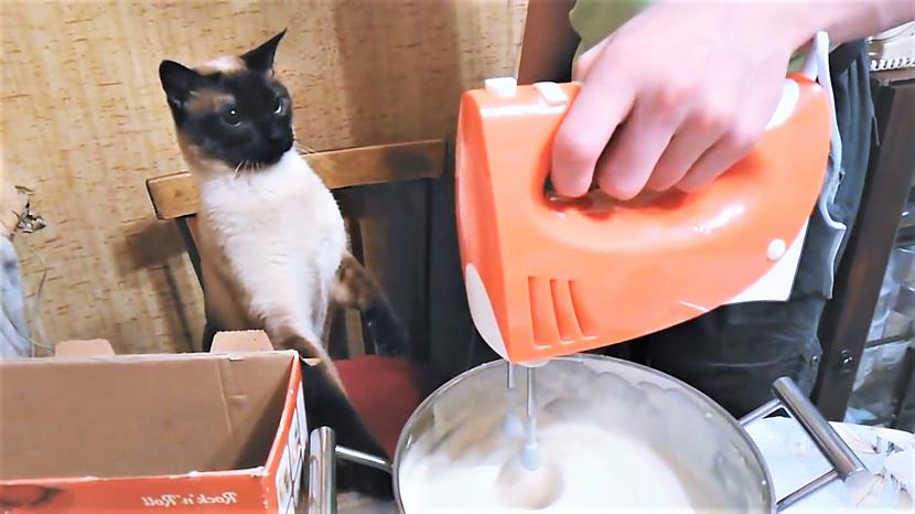  Autors: cocosik@ru Smieklīgi video ar kaķiem un suņiem (kaķi telefonisti un pavāri)