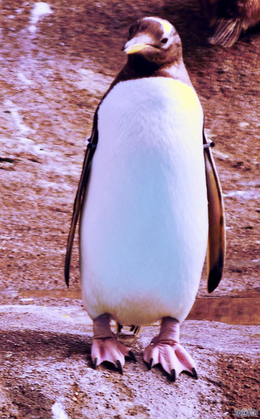  Autors: Strāvonis Pingvīns