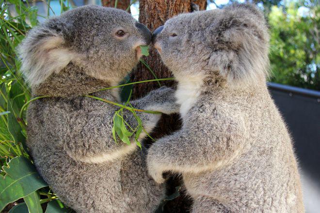 Koalu tēviņi ir liekāki nekā... Autors: Fosilija Koalas.