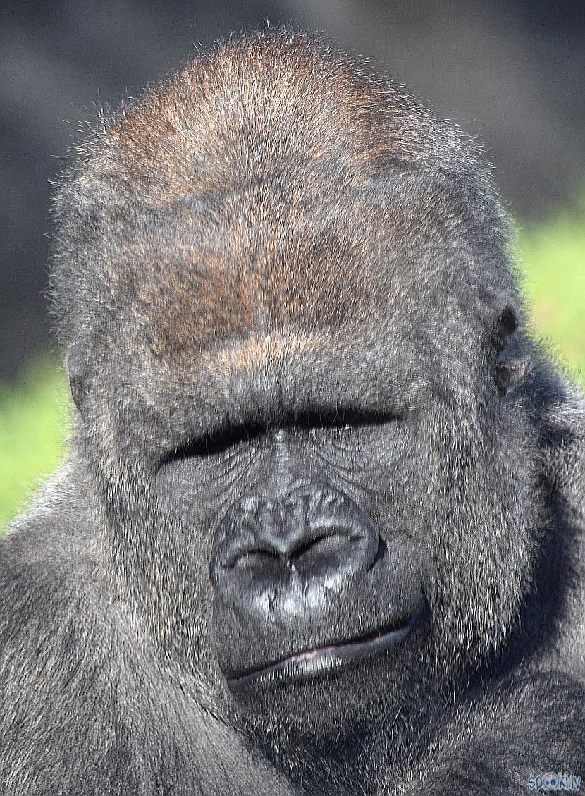  Autors: Strāvonis Gorillu portreti
