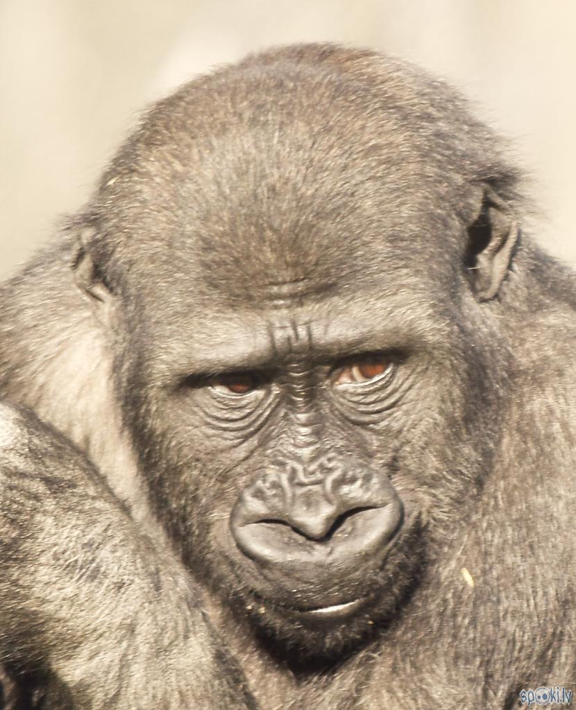  Autors: Strāvonis Gorillu portreti